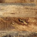 Tables basses gigognes 3pcs bois de manguier massif brut et fer