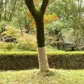 Rouleau de jute 1x25 m 100 % jute 200 g/m²